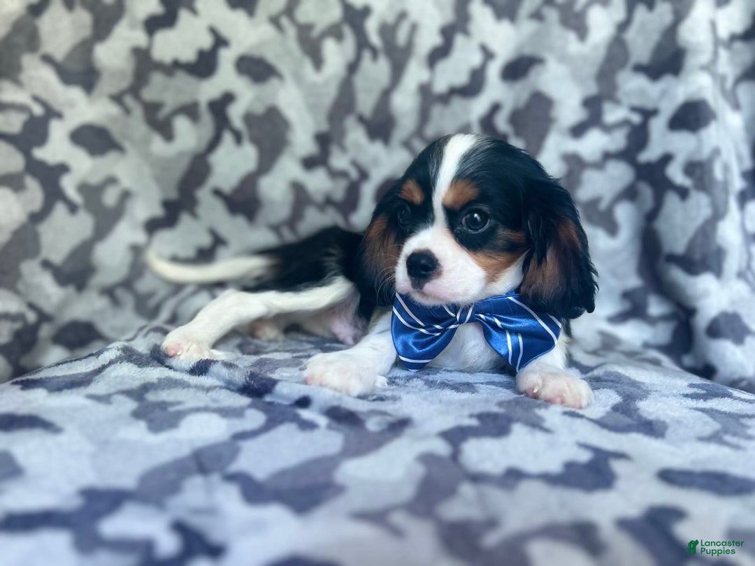 Cavalier King Charles Spaniel dogs for sale: Beans - Image 7