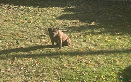 Olde English Bulldogge dogs for sale: Olde English Bulldogge 3 puppies - Image 17