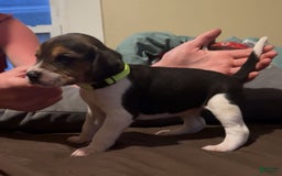 Walker Hound dogs for sale: Lime - Image 2