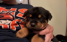 Rottweiler dogs for sale: Tinkerbelle - Image 4
