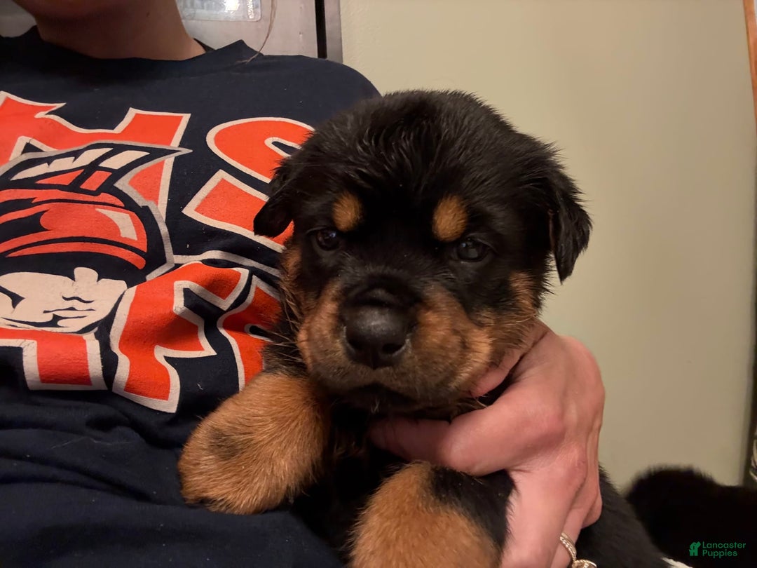 Rottweiler dogs for sale: Tinkerbelle - Image 4