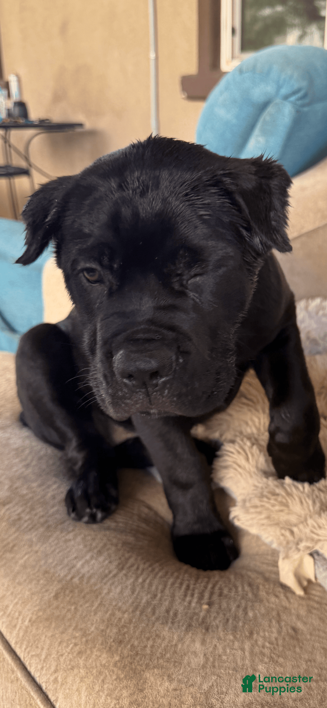 Cane Corso dogs for sale: Cleopatra - Image 1