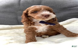 Cockapoo dogs for sale: Benji - Image 4