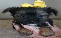 Yorkshire Terrier dogs for sale: Kai - Image 25