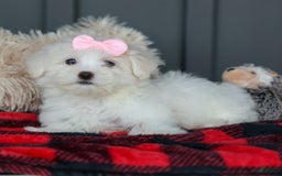 Maltese dogs for sale: Samantha - Image 14