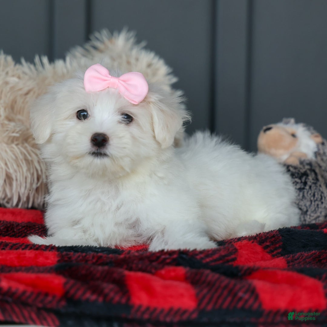 Maltese dogs for sale: Samantha - Image 14