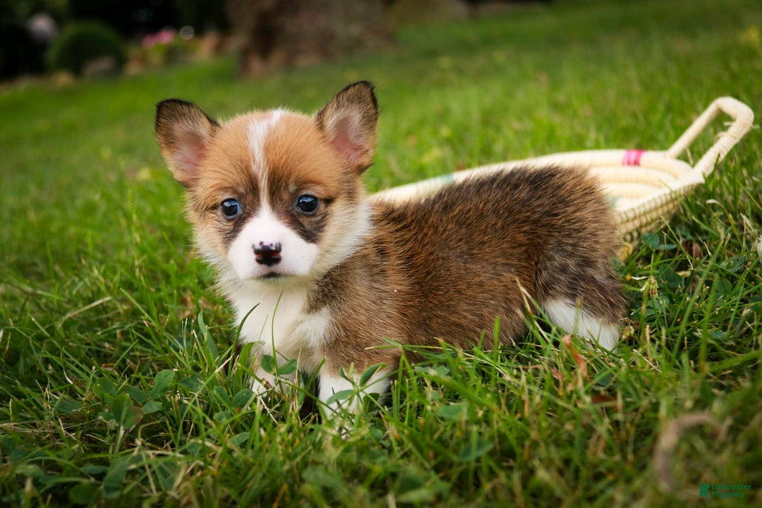 Welsh Corgi Pembroke dogs for sale: Cupcake - Image 3