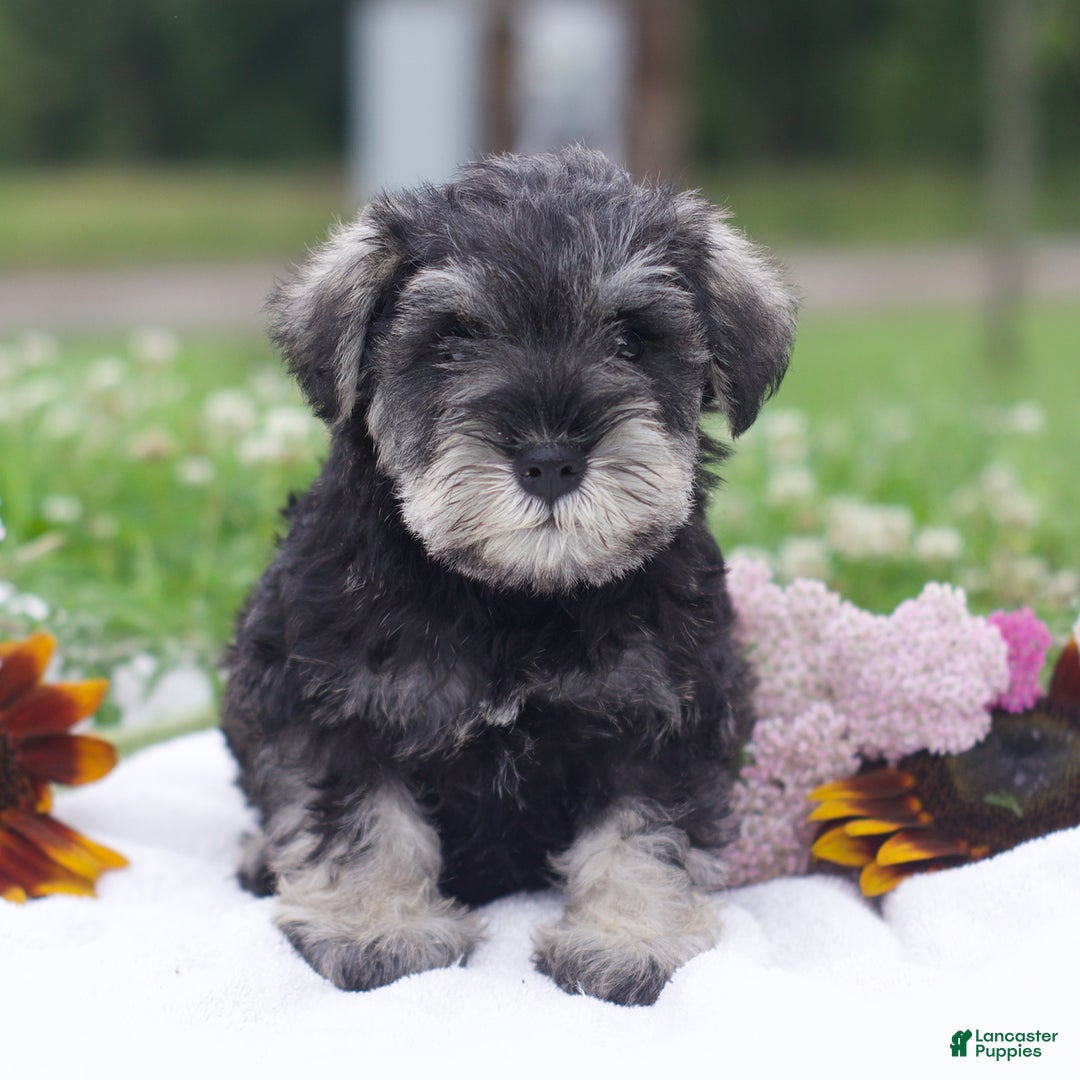 Miniature Schnauzer dogs for sale: Shanon - Image 4