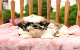 Shih Tzu dogs for sale: Paddington - Image 3