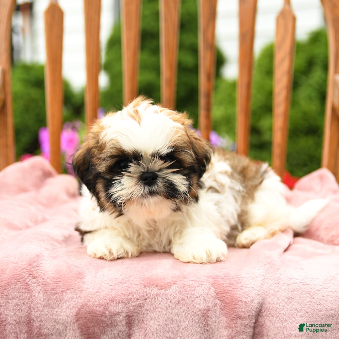 Shih Tzu dogs for sale: Paddington - Image 3