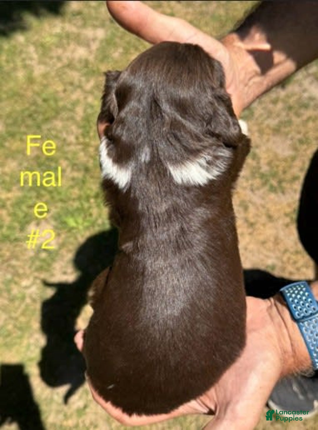 English Springer Spaniel dogs for sale: Female 2 - Image 1