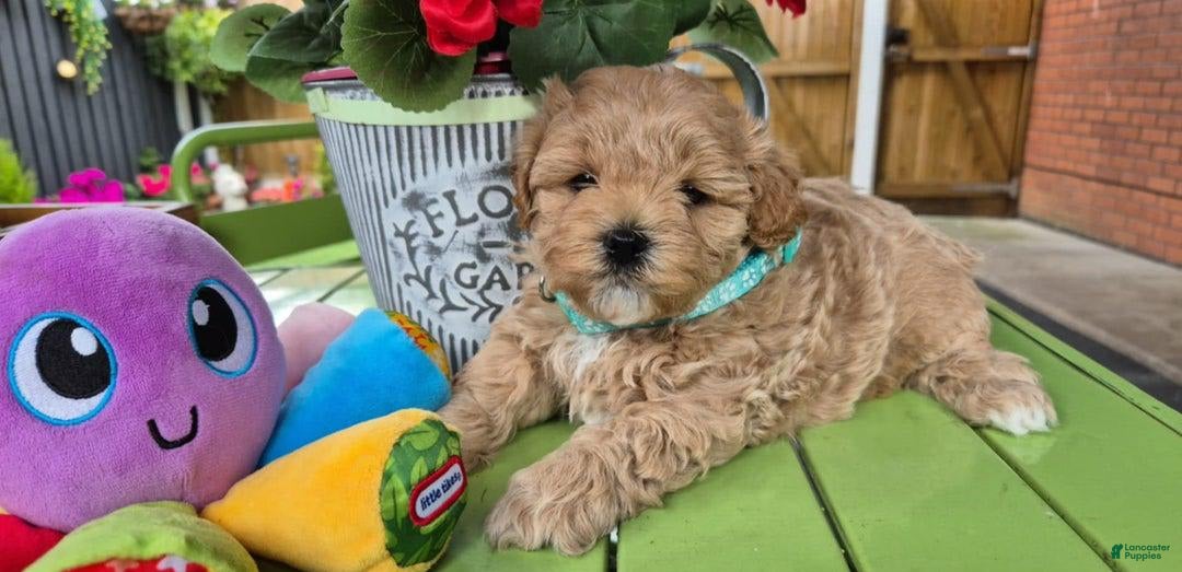 Maltipoo dogs for sale: Tommy - Image 1