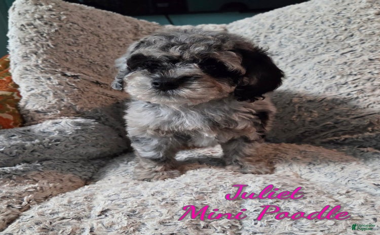 Miniature Poodle dogs for sale - Ad 1