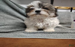 Morkie dogs for sale: Pokey - Image 4