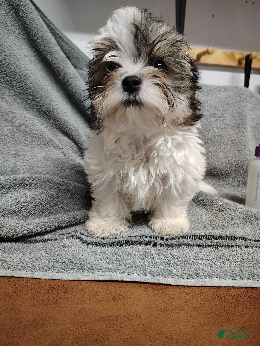 Morkie dogs for sale: Pokey - Image 4