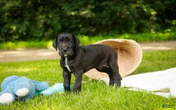 Great Dane dogs for sale: Beauty - Image 4