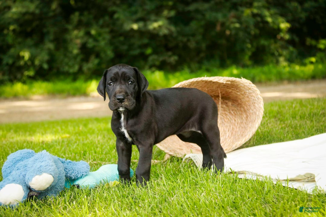 Great Dane dogs for sale: Beauty - Image 4