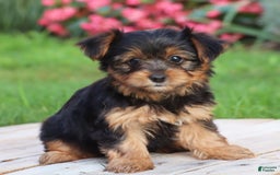 Yorkshire Terrier dogs for sale: Danae - Image 10