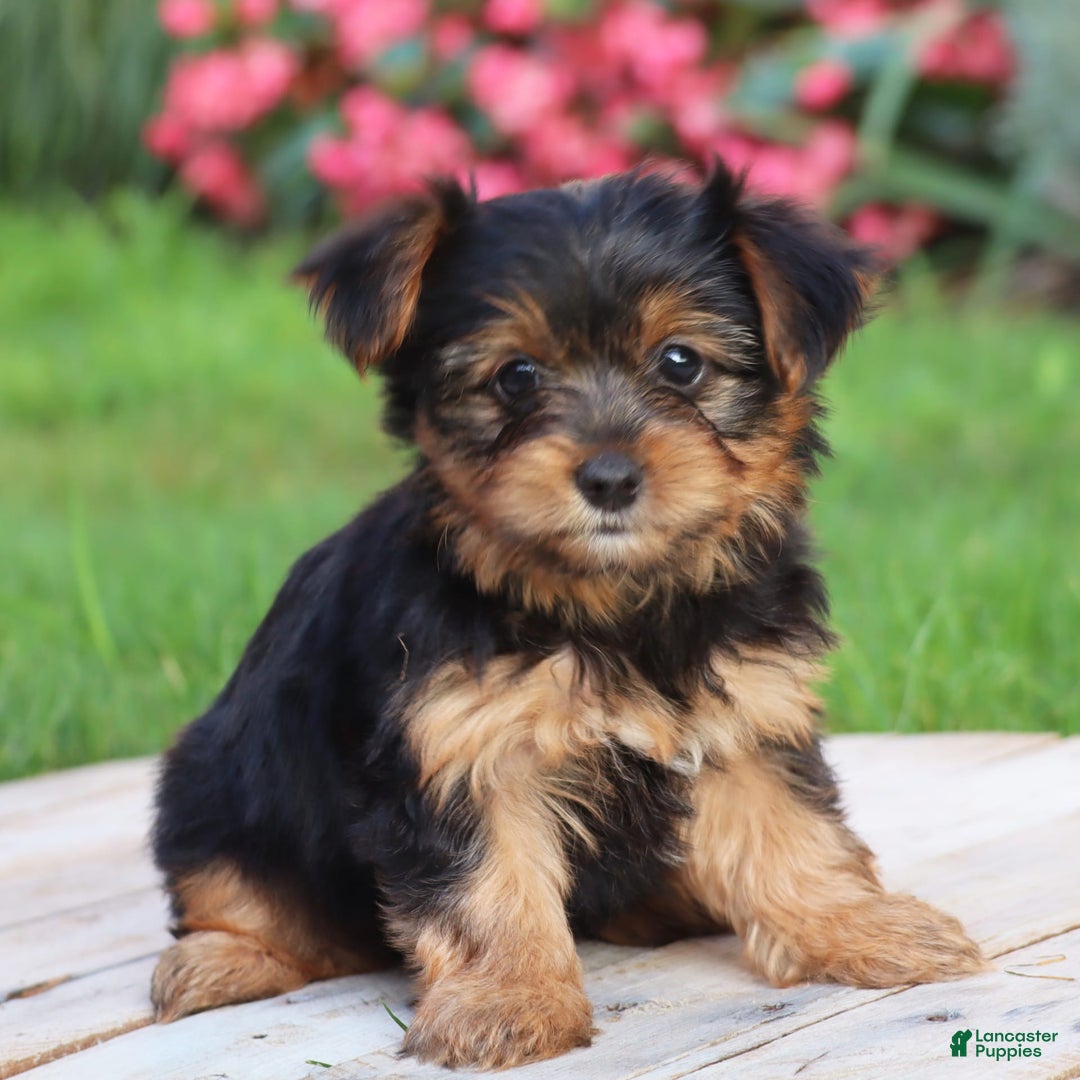 Yorkshire Terrier dogs for sale: Danae - Image 10