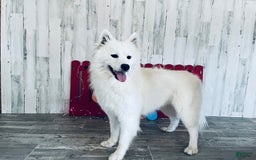 Samoyed dogs for sale: Charlie - Image 10