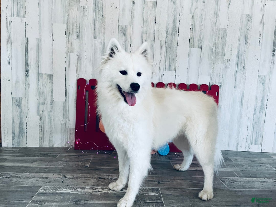 Samoyed dogs for sale: Charlie - Image 10