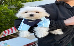 Maltese dogs for sale: Puff - Image 3