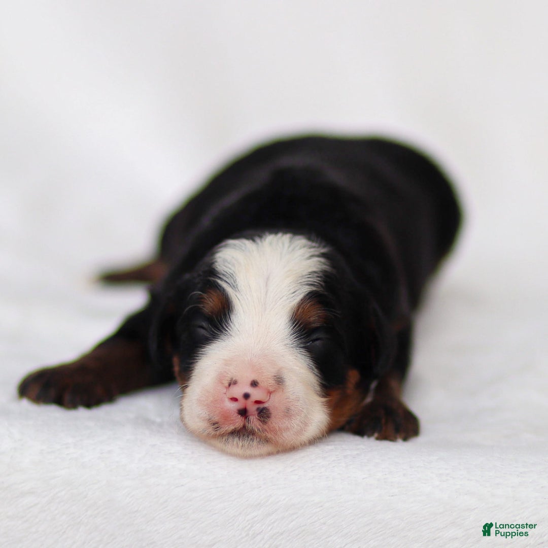 Mini Bernedoodle dogs for sale: Marley - Image 3