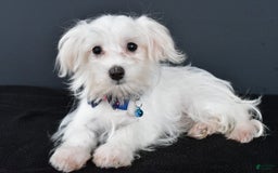 Maltese dogs for sale: Bo - Image 1
