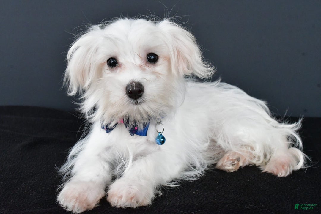 Maltese dogs for sale: Bo - Image 1