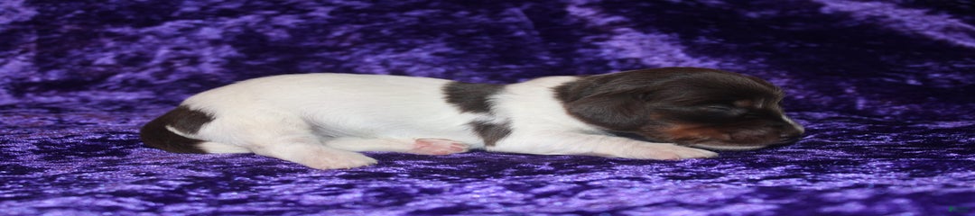 Callie Mini