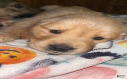 Golden Retriever dogs for sale: No Name - Image 2