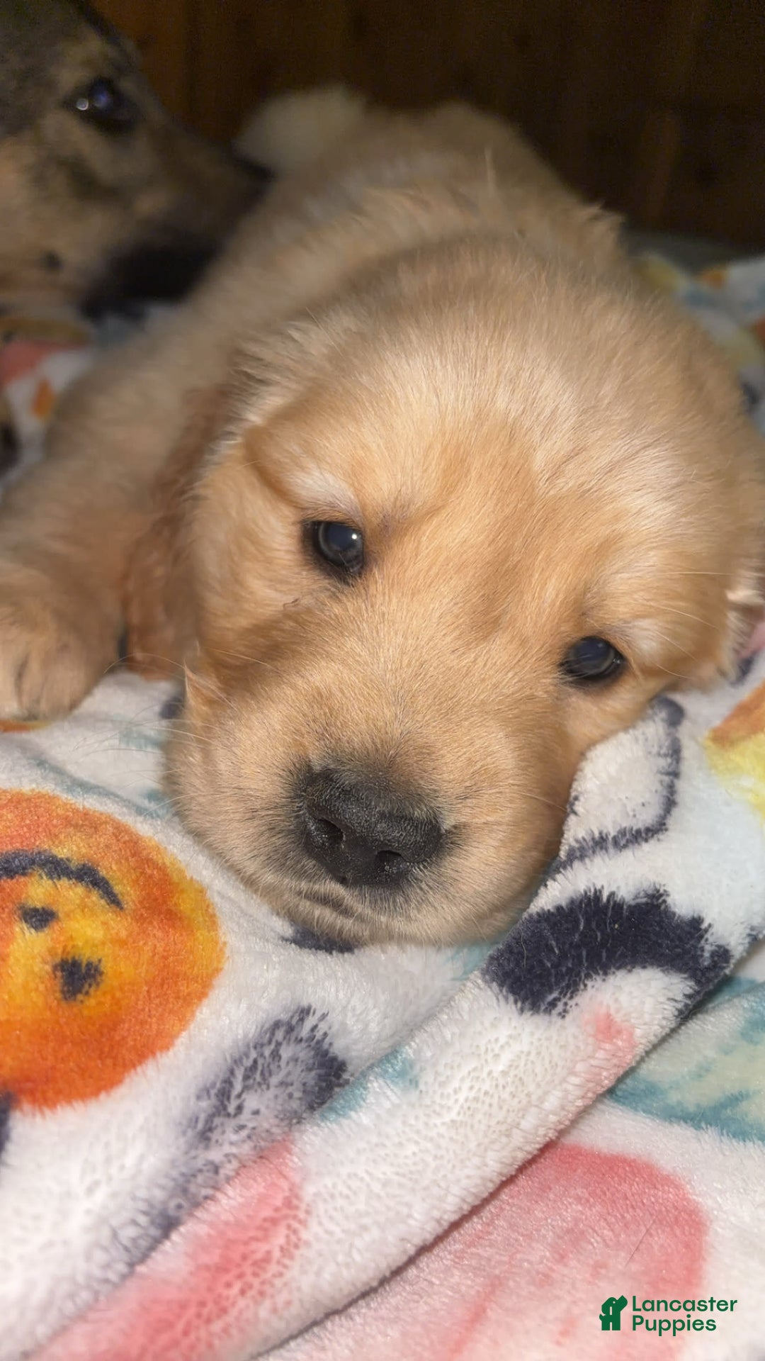 Golden Retriever dogs for sale: No Name - Image 2