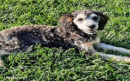 Miniature Poodle dogs for sale: Romeo - Image 2