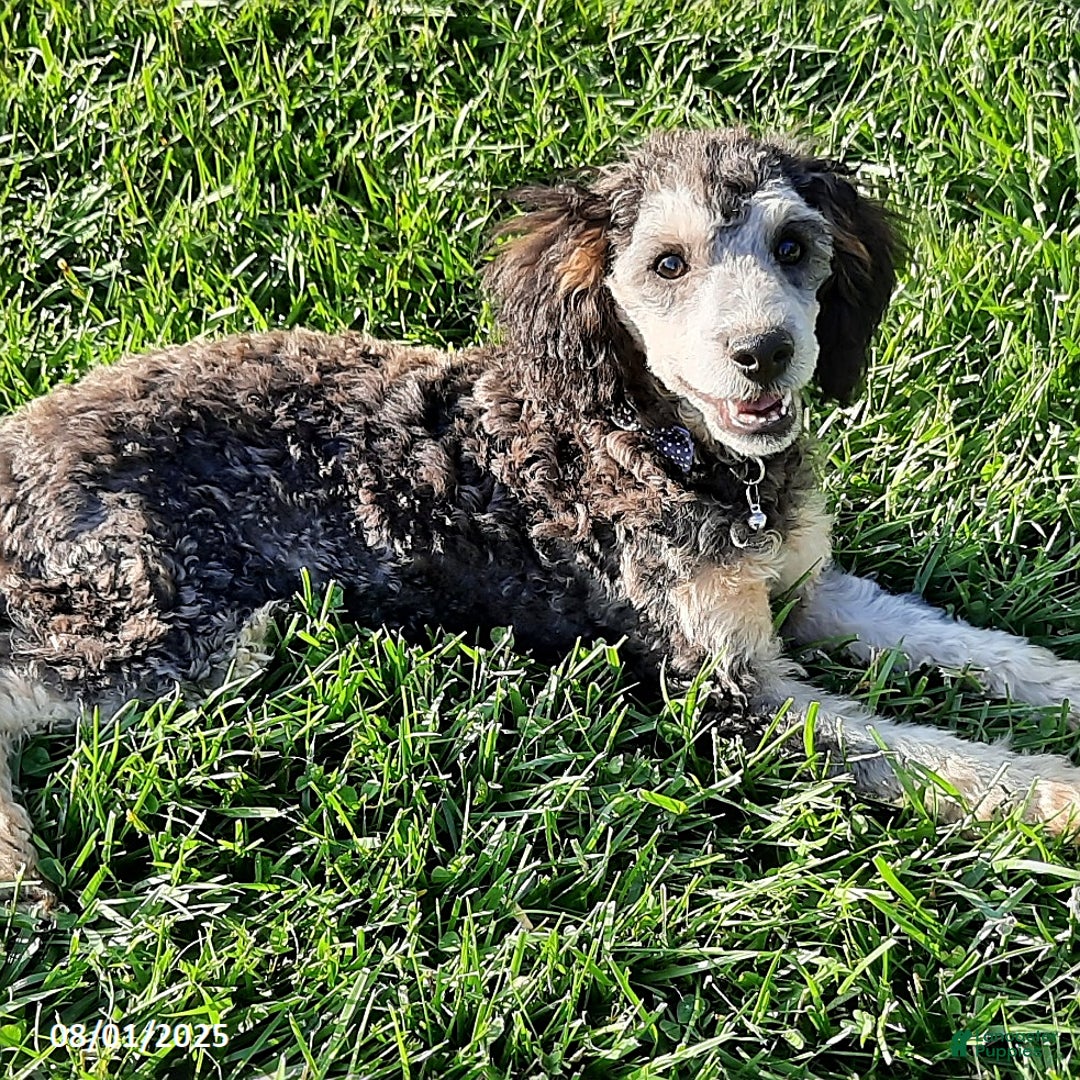 Miniature Poodle dogs for sale: Romeo - Image 2