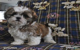 Shih Tzu dogs for sale: Bill - Image 8