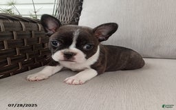 Frenchton dogs for sale: Jenna - Image 4