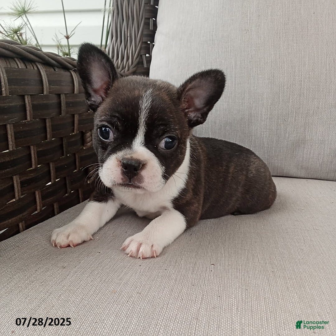 Frenchton dogs for sale: Jenna - Image 4