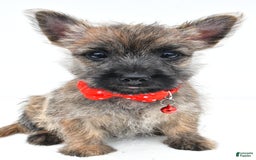 Cairn Terrier dogs for sale: Cuddles - Image 2