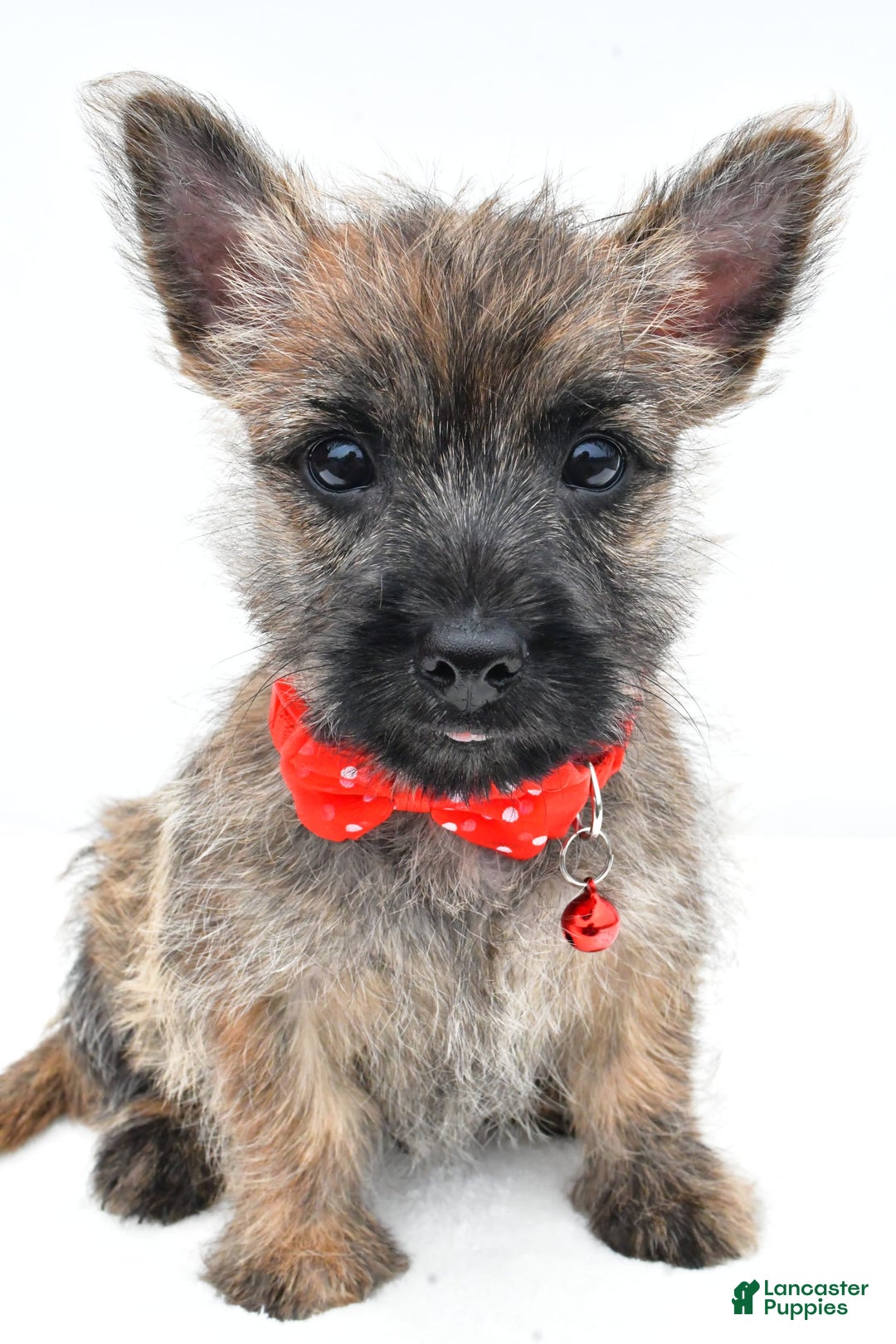 Cairn Terrier dogs for sale: Cuddles - Image 2