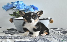 Welsh Corgi Pembroke dogs for sale: Velvet - Image 2