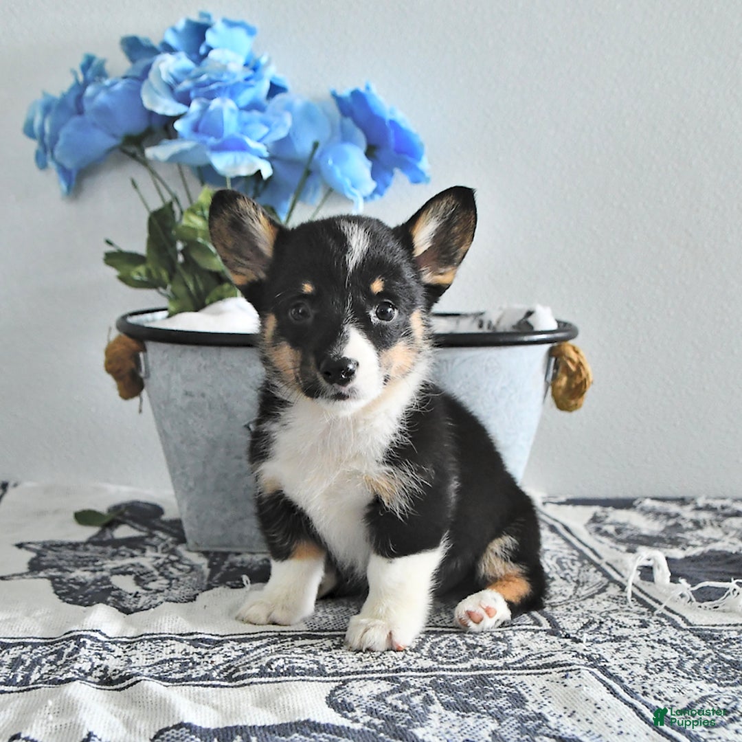 Welsh Corgi Pembroke dogs for sale: Velvet - Image 2