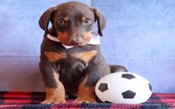 Doberman Pinscher dogs for sale: Dannie - Image 9