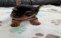 Yorkshire Terrier dogs for sale: Buddy - Image 11