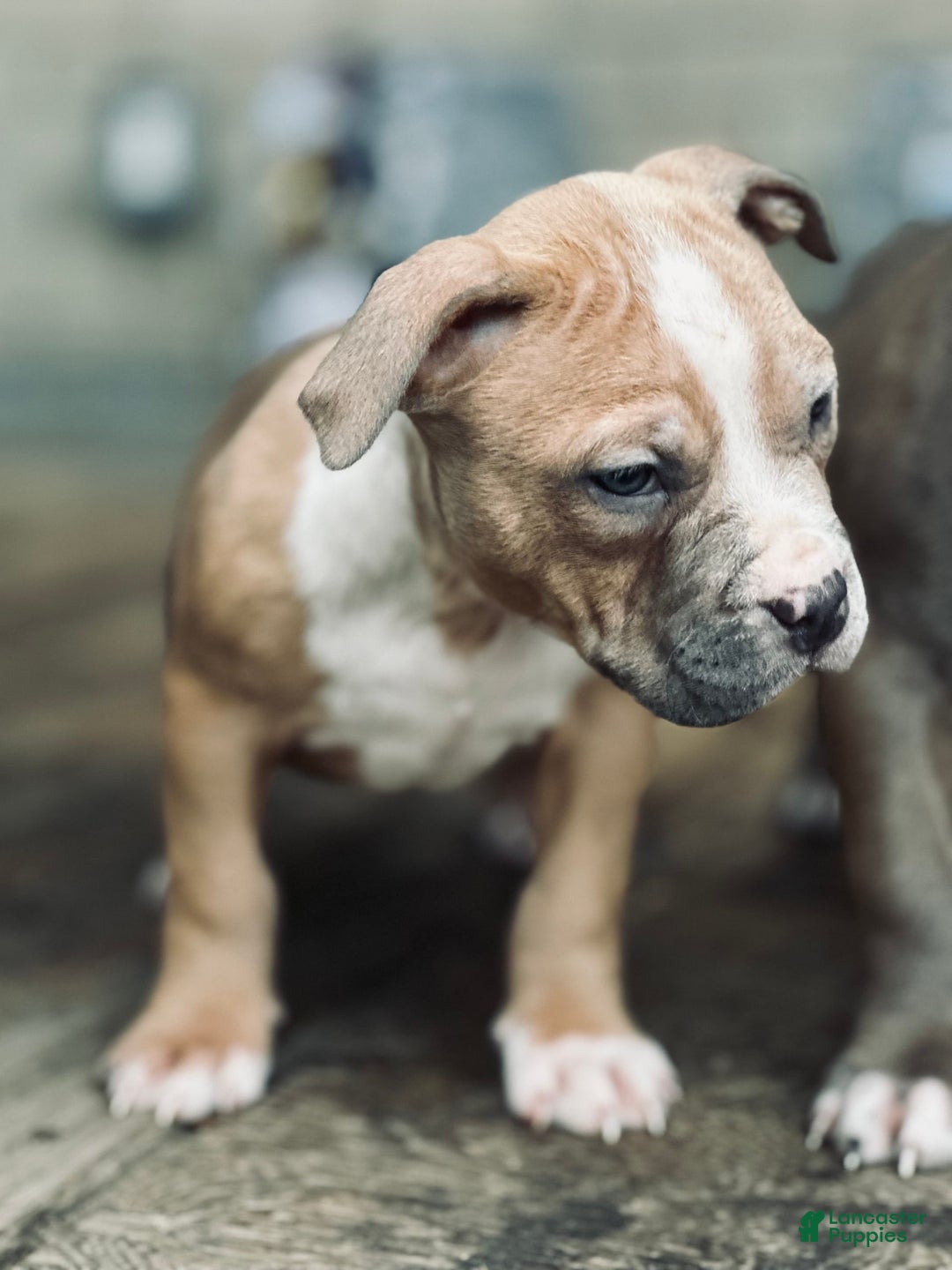 American Bully dogs for sale: Blossom - Image 2
