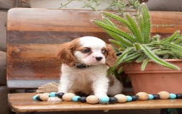 Cavalier King Charles Spaniel dogs for sale: Diamond - Image 3