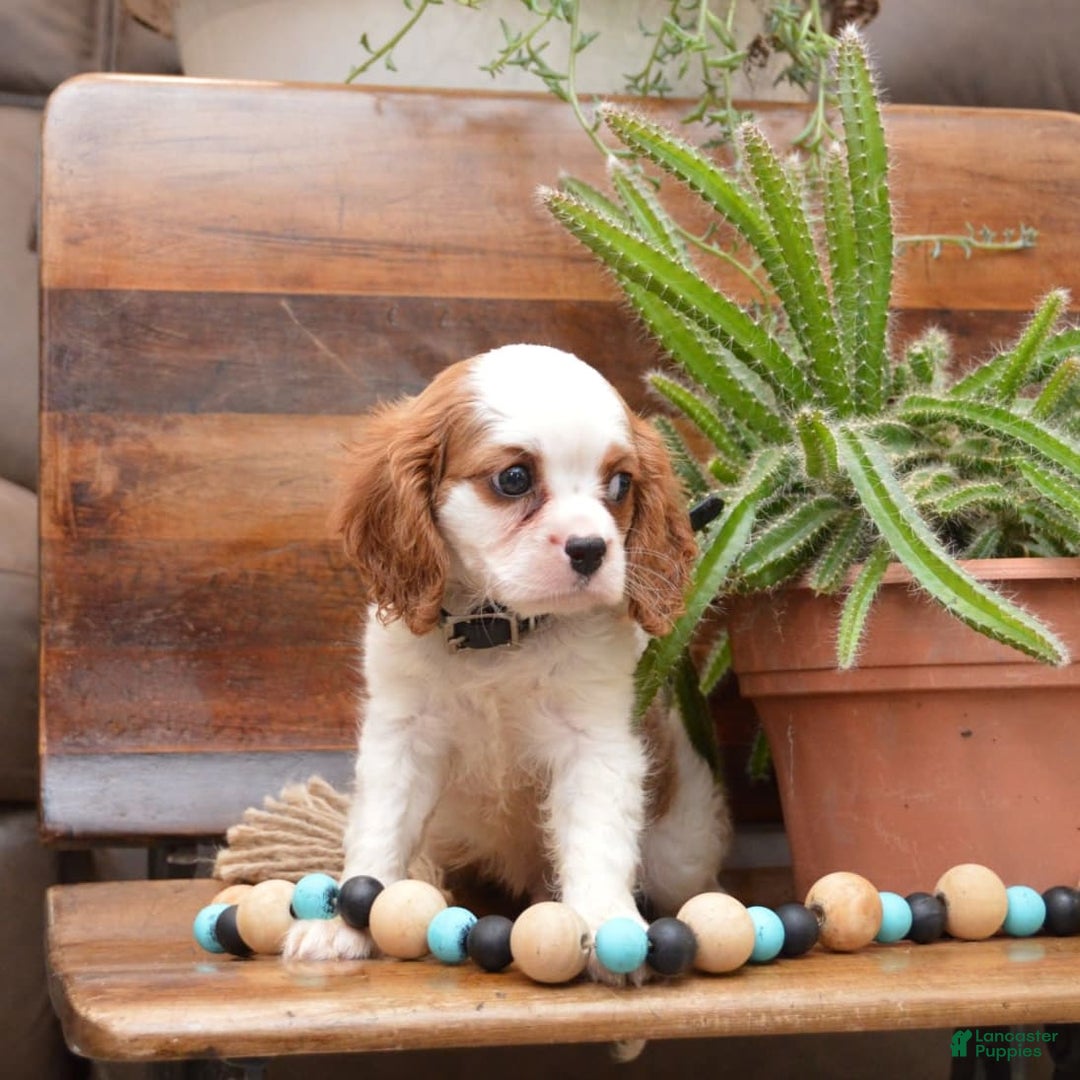Cavalier King Charles Spaniel dogs for sale: Diamond - Image 3