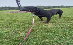 Rottweiler dogs for sale: Lilly - Image 4