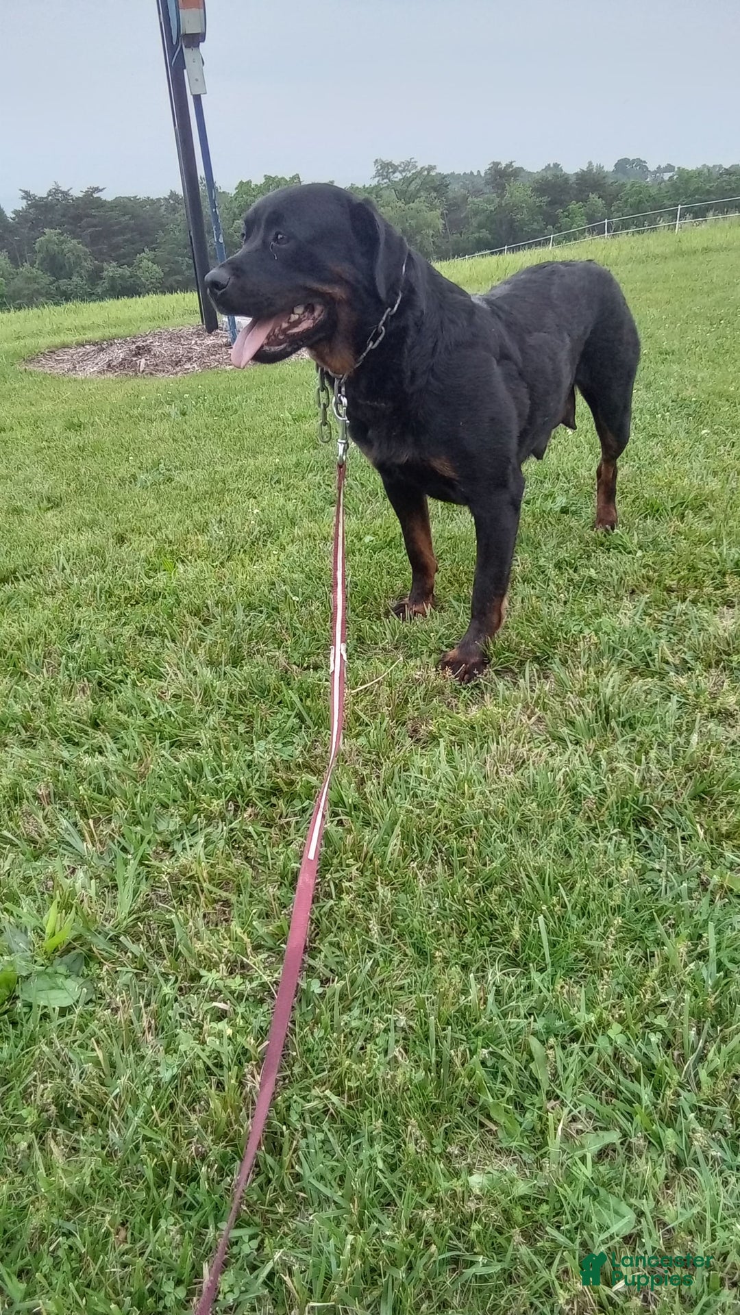 Rottweiler dogs for sale: Lilly - Image 4