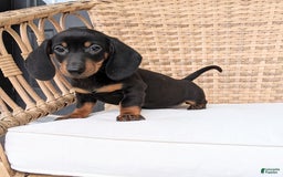 Miniature Dachshund dogs for sale: Freddie - Image 4