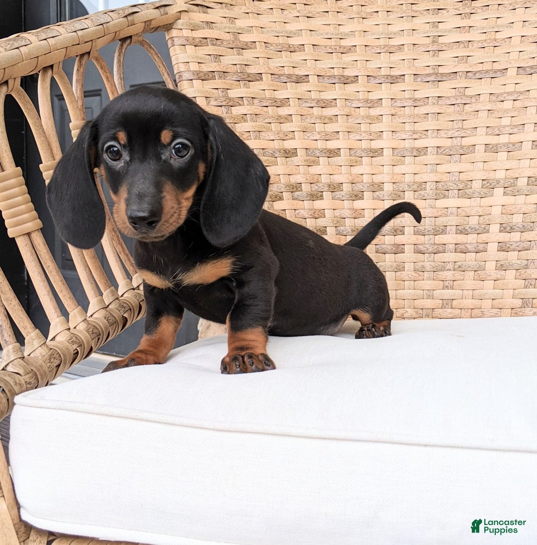 Miniature Dachshund dogs for sale: Freddie - Image 4